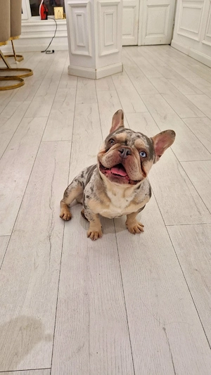 Mascul bulldog francez 2.5 ani - imagine 4