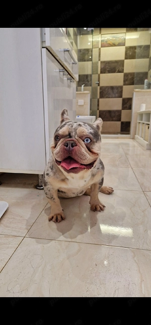 Mascul bulldog francez 2.5 ani - imagine 2