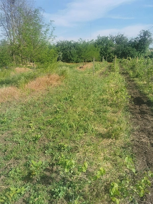 Teren de vânzare și casă la 50 km de București 