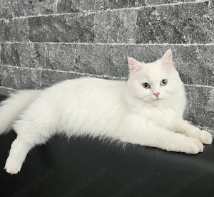 Pisica Angora Turceasca, Superba, Aristocrata - imagine 4