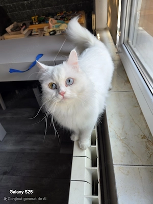 Pisica Angora Turceasca, Superba, Aristocrata - imagine 3