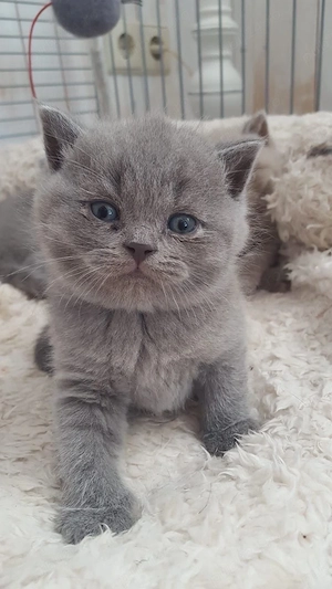 British Shorthair 