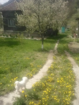 Casă de vânzare   Criscior, str. Zărandului nr. 109, Hunedoara 65 000  - imagine 4