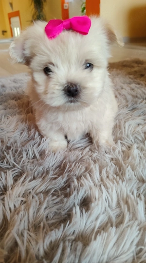 Caței bichon - imagine 3