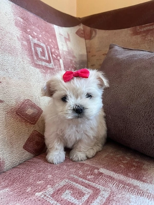 Caței bichon - imagine 2