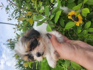 Shihtzu fetita si baietel - imagine 5