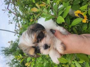 Shihtzu fetita si baietel