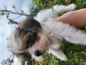 Shihtzu fetita si baietel - imagine 3