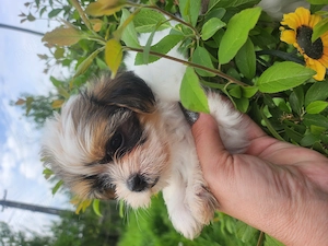 Shihtzu fetita si baietel - imagine 4