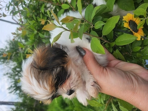 Shihtzu fetita si baietel - imagine 2