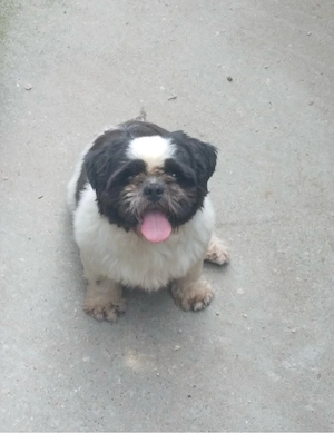 Donez catelusa Shihtzu rasa pura  - imagine 2
