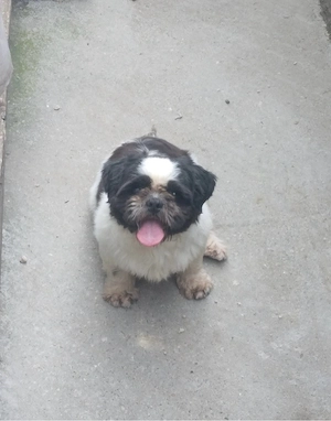 Donez catelusa Shihtzu rasa pura 