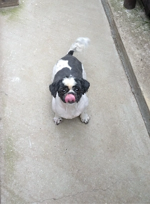 Donez catelusa Shihtzu rasa pura  - imagine 3