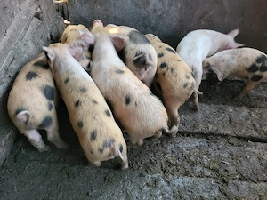 Purcei de vanzare 