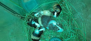 porcușori de guineea 