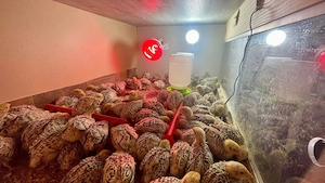 Disponibili pui de prepelita