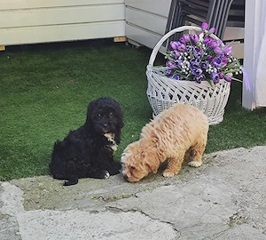  Căței Maltipoo