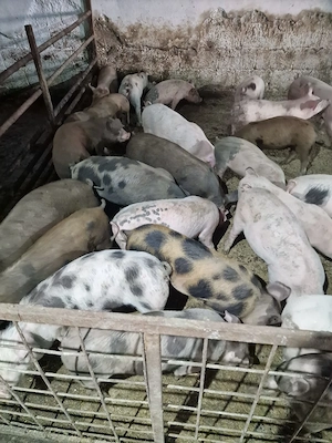Vând purcei 15-45kg rasa de carne 