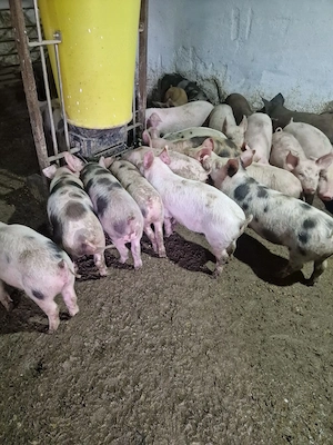 Vând purcei 15-45kg rasa de carne  - imagine 3