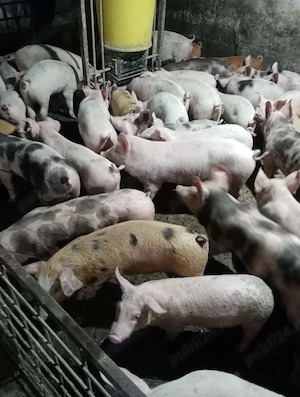 Purcei rasa de carne 15-40kg landras, petran, Duroc etc 