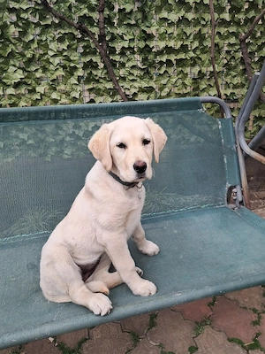 Cățelușa labrador retriever 4 luni - imagine 3
