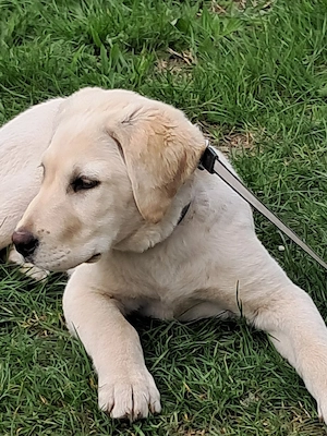 Cățelușa labrador retriever 4 luni - imagine 2