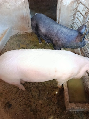 Vand doi  porci ideal  pentru proțap  - imagine 2