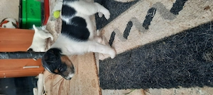Căței foxterier 