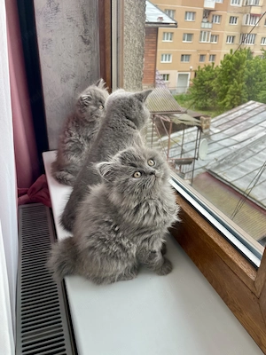 British shorthair si longhair  - imagine 2