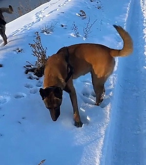 Ciobanesc Belgian Malinois