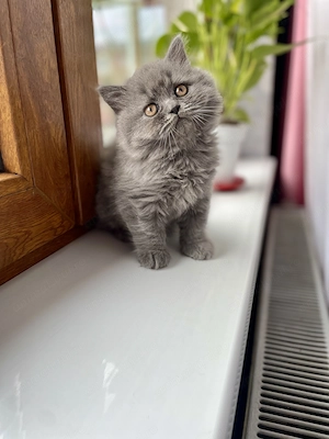 British shorthair si longhair  - imagine 4