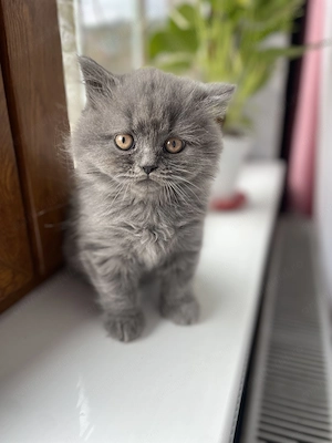 British shorthair si longhair  - imagine 3