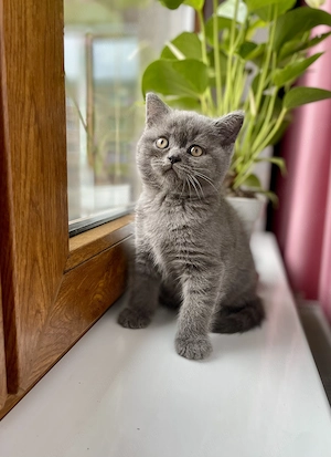 British shorthair si longhair  - imagine 5