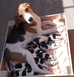 Beagle de vânzare - imagine 3