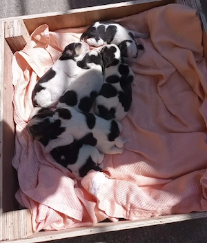 Beagle de vânzare