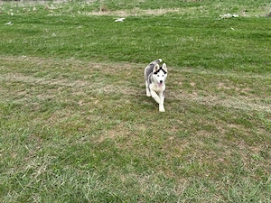Husky Siberian de 4 luni de vanzare 