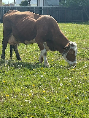 vaca de lapte 