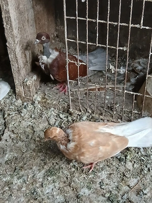 Porumbei gât golaș - imagine 5