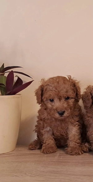 Caniche pitic Pudel pitic