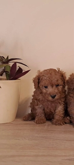 Caniche pitic Pudel pitic - imagine 3