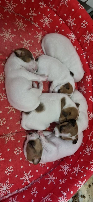 Jack Russell Terrier