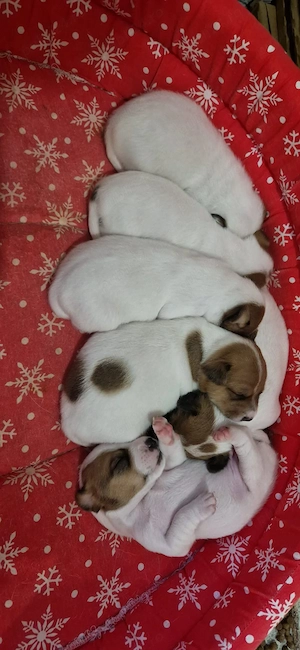 Jack Russell Terrier