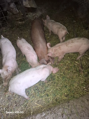 de vânzare 