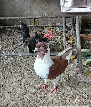 Porumbei Florentini