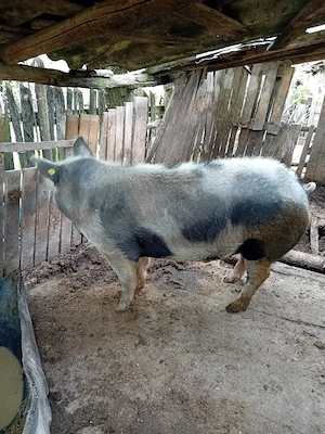 porci  de vanzare  - imagine 4