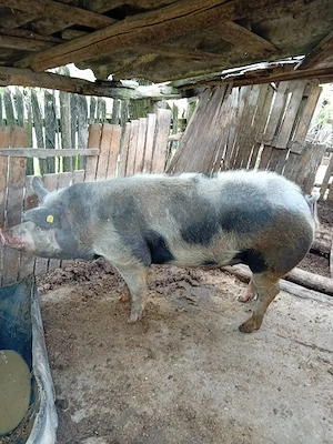 porci  de vanzare  - imagine 5