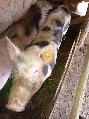 porci  de vanzare  - imagine 3