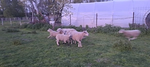 Vand oi metisi texel  