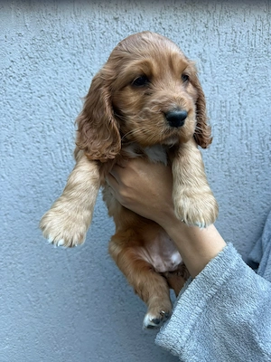 Cocker Spaniel fetita 