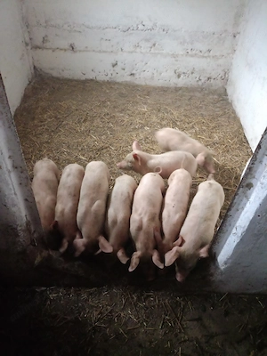 Purcei Landrace 